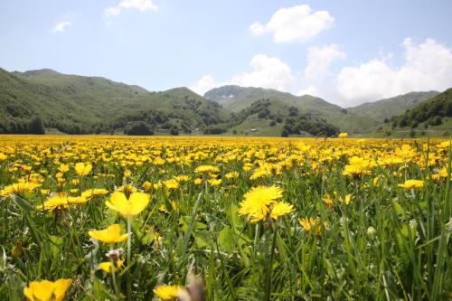 La Pinetina – San Massimo, AZ