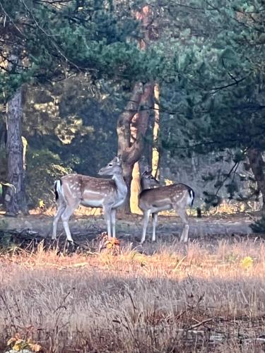 Sport és szabadidő, Agro-Stajnia in Tluszcz