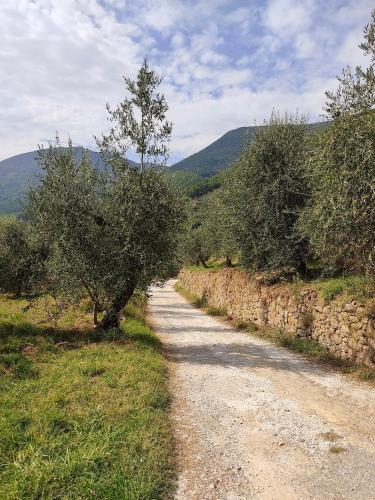 Olive House Tuscany