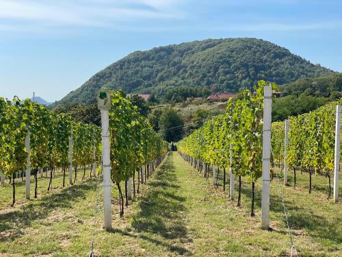 WineGarden, Mukačevo (fotografie 7)