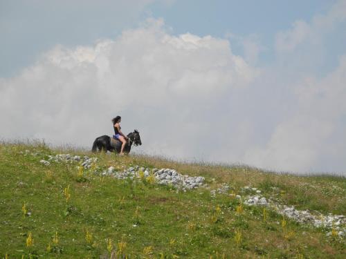 Boskovica Brvnare - image 9