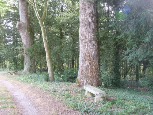 Chanterelle in Maure-de-Bretagne
