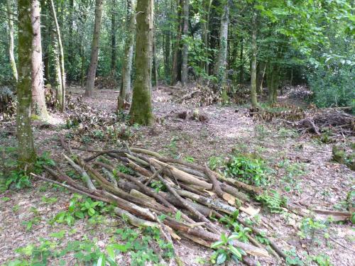 Chanterelle in Maure-de-Bretagne
