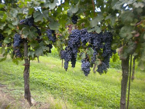 Agriturismo Mazzeracca