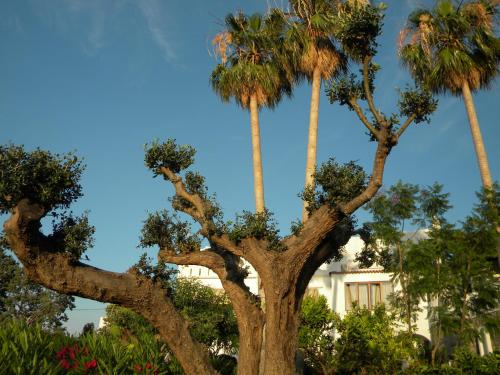 Hotel Parco Conte - image 10