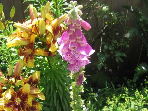 Ocean Resort - Hotel - Oyster Bay