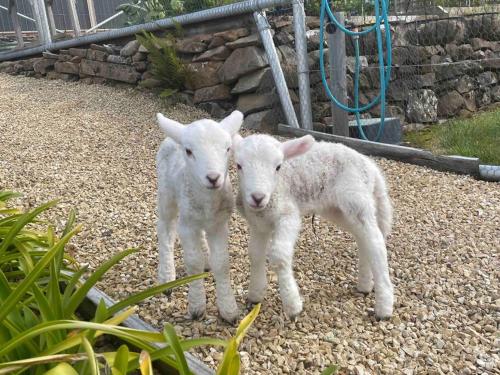 Amaroo with a view set on a 50 Acre Hobby Farm