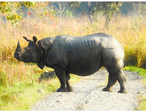 Myna Eco Camp, Raghabbil, Assam