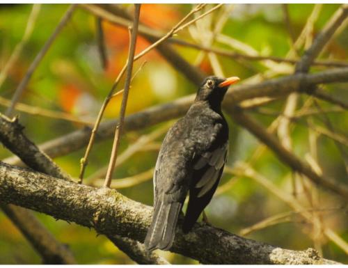 Myna Eco Camp, Raghabbil, Assam