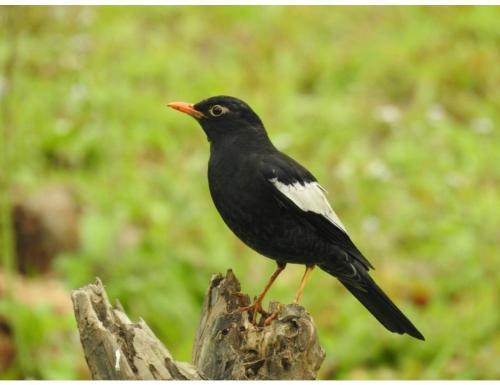 Myna Eco Camp, Raghabbil, Assam