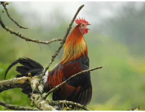 Myna Eco Camp, Raghabbil, Assam