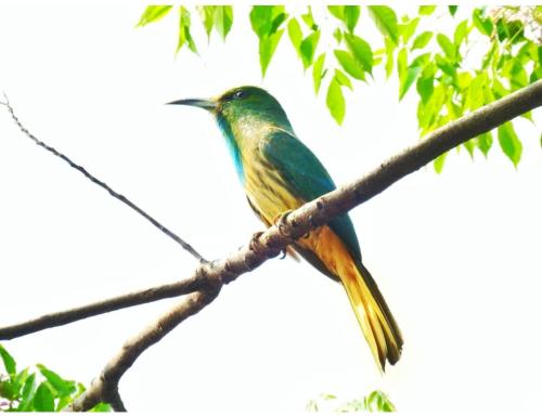 Myna Eco Camp, Raghabbil, Assam