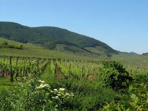 12Sud Face Vosges Comfortable Vineyard Free Wifi