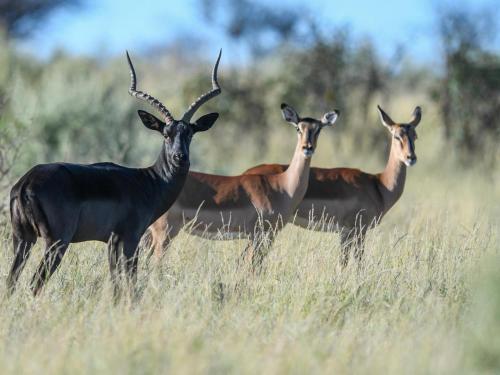 Mattanu Private Game Reserve