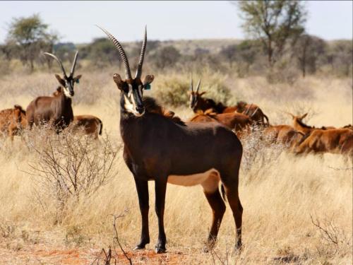 Mattanu Private Game Reserve