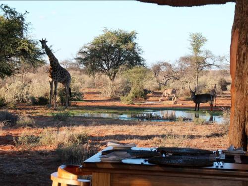 Mattanu Private Game Reserve