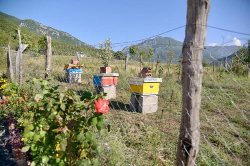 Shpija E AMEL (Sweet Guest House) in Rubik