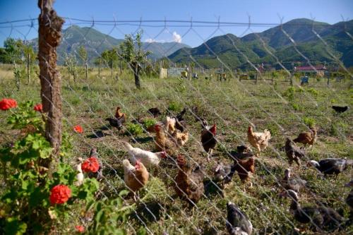 Shpija E AMEL (Sweet Guest House) in Rubik