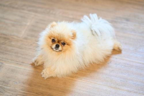 Appartement Alpine Affair - Apartment - Bad Feilnbach