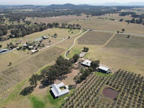 Olives and Vines at Majors Lane