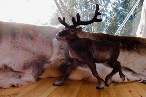 Wild Caribou Dome - image 11