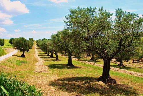 Agriturismo L'Antico Oliveto