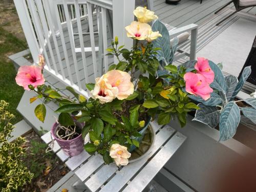 Beautiful Parkside Suite Beautiful Parkside Suite