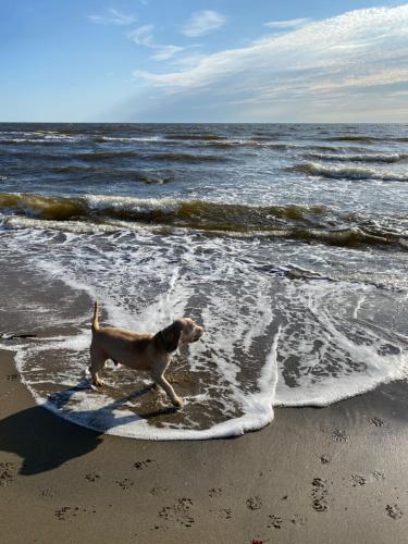 해변, Hus nära havet i Olofsbo (Hus nara havet i Olofsbo) in 무라렐뤼칸