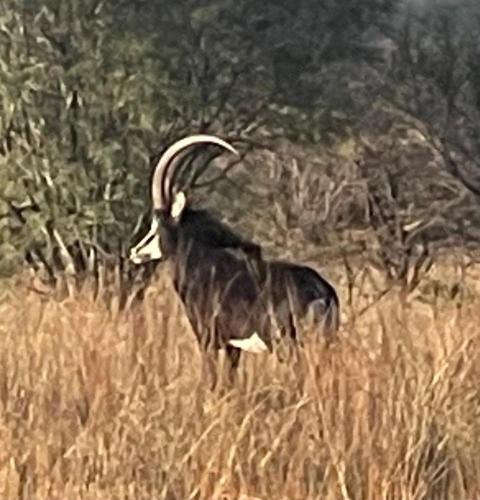 Lama Lama Game Reserve