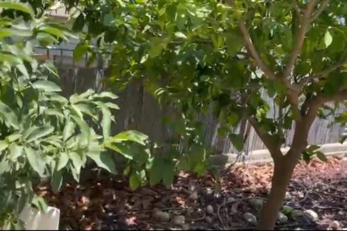 Garden, Moranit in Moran