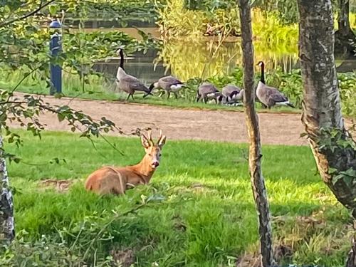 Deer Glade Lodge