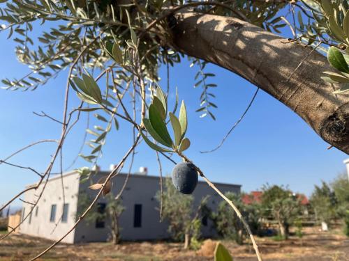 בסנדלים: חאן בוטיק בגולן