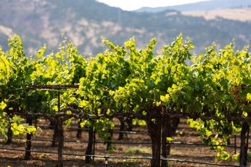 Homewood Suites Fairfield-Napa Valley Area - image 12