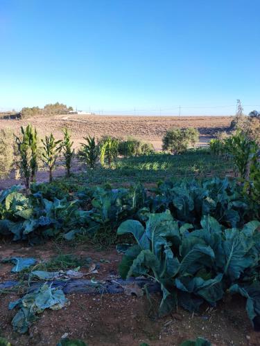 Garden, Adorable studio with farm view in Ma'an