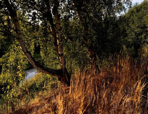 Domki Skandynawskie nad Pilicą, Biała Góra, mazowieckie (Domki Skandynawskie nad Pilica, Biala Gora, mazowieckie) in Брзецке