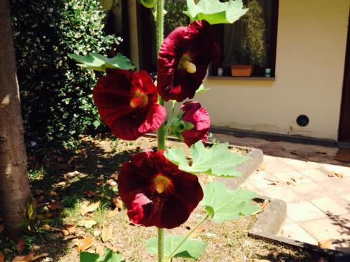 La Casa Di Scarlett – Florence, IA