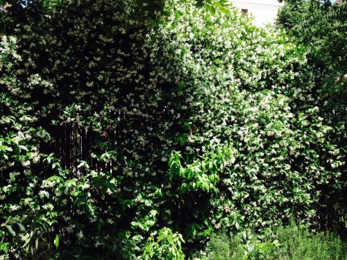 La Casa Di Scarlett - image 2