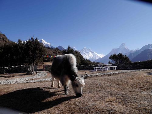 Himalaya Sanso in Everesti regioon (Nepaal)
