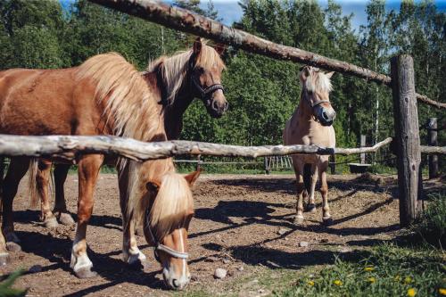 Saimaa Life Apartments - image 5