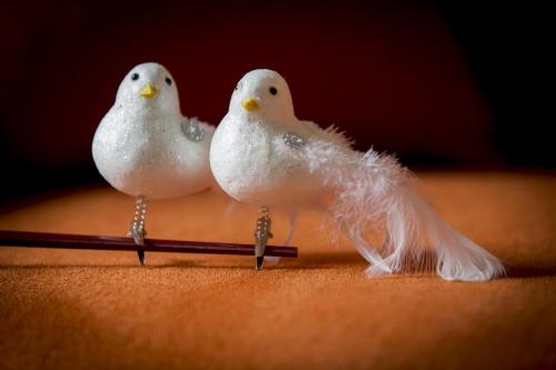 Two White Pigeons