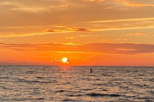 Islanders Outpost in Dunedin, USA