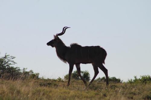 Garden Route Safari Camp