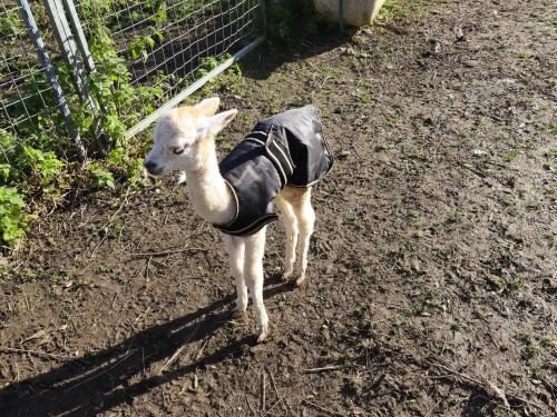 The Old Piggery Keighley - image 12