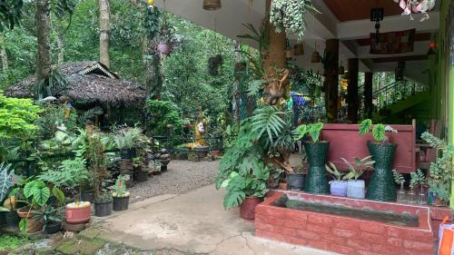 Jungleview Home Stay