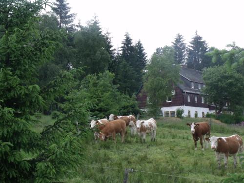 Pension Haus Pentacon - image 3