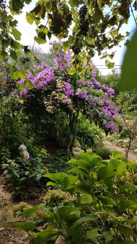 Apartment in Lopar - Insel Rab 17757, Lopar (zdjęcie 9)