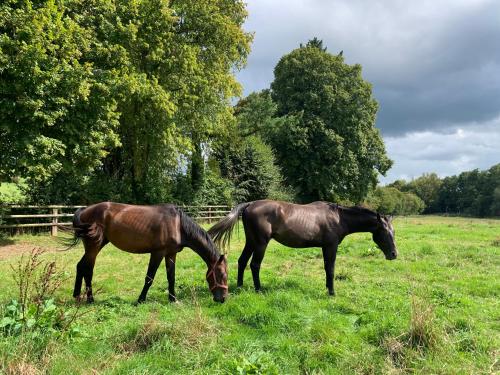 Aile privée au sein d’un haras (Aile privee au sein d’un haras) in Cambremer