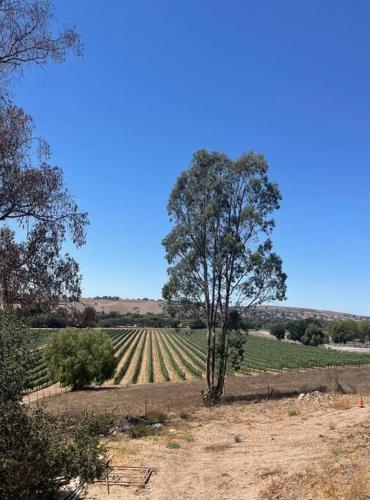 Hilltop Vineyard and Agave Field with View