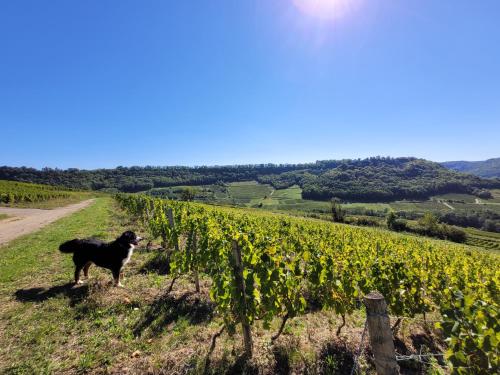 L'Alambic à Martial