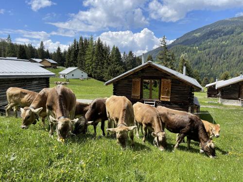 Mountain Cabin Got Spess Lenzerheide